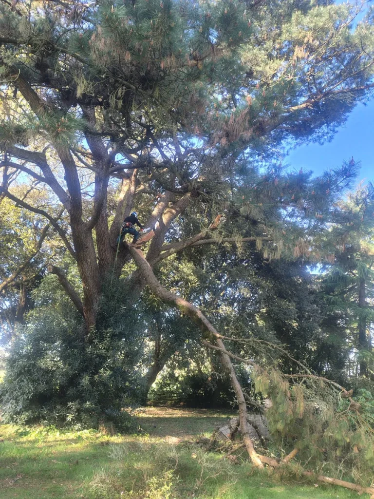 Réalisation d'élagage par Andromède Jardins, paysagiste à la Roche-sur-Yon